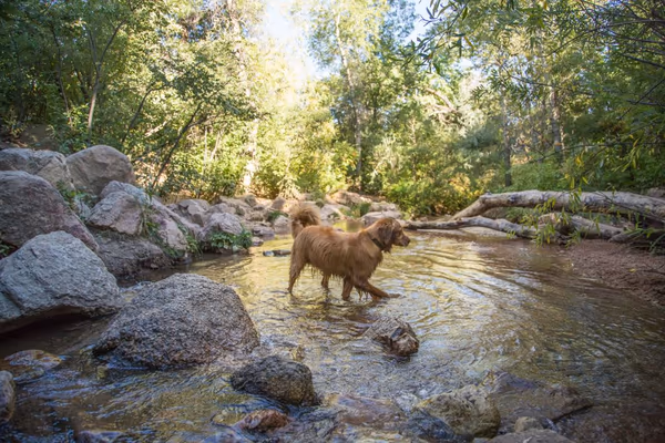 Dog Park at Bear Branch Park photo 2